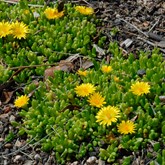 Yellow Iceplant